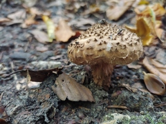 Echinoderma