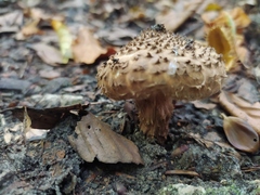 Echinoderma