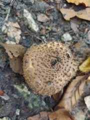 Echinoderma