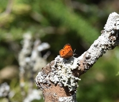 Chrysoritis chrysaor