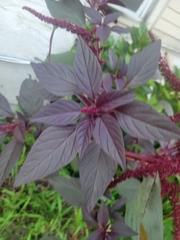 Amaranthus cruentus