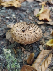 Echinoderma