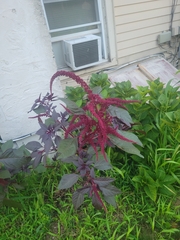 Amaranthus cruentus