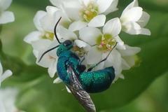 Chrysidini