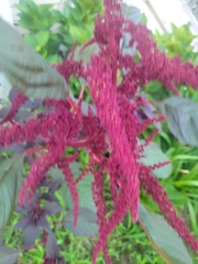 Amaranthus cruentus