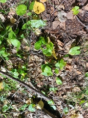 Maianthemum bifolium