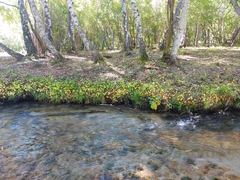 Maianthemum bifolium
