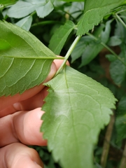 Anania coronata