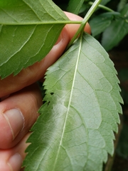 Anania coronata