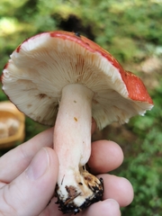 Russula rhodopus