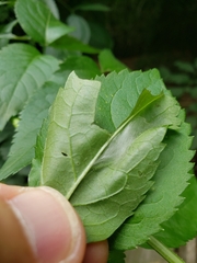 Anania coronata