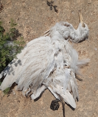 Bubulcus ibis