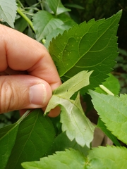 Anania coronata