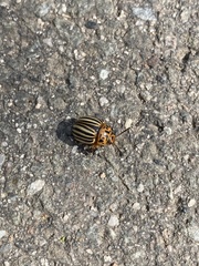 Leptinotarsa decemlineata