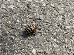 Leptinotarsa decemlineata