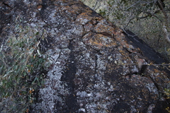 Lecanoromycetes