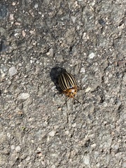 Leptinotarsa decemlineata