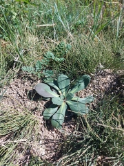 Goniolimon speciosum