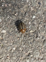 Leptinotarsa decemlineata