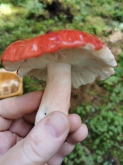 Russula rhodopus