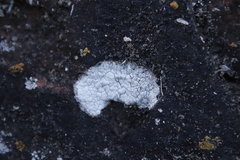 Lecanoromycetes