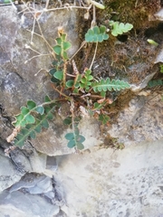 Asplenium ceterach