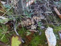 Clavulina cinerea