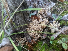 Clavulina cinerea