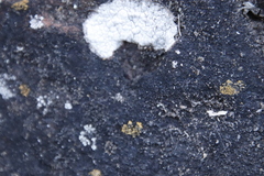 Lecanoromycetes