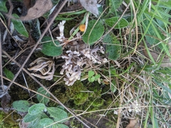 Clavulina cinerea