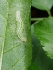 Anania coronata