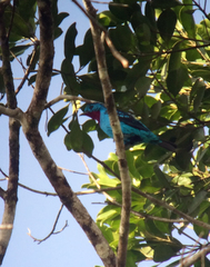 Cotinga cayana