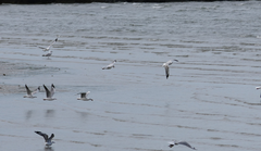 Chroicocephalus novaehollandiae