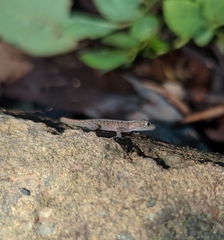 Cnemaspis mysoriensis