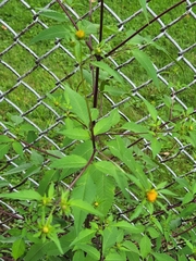 Bidens connata