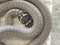 Hierophis viridiflavus