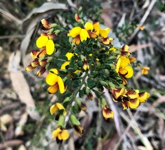 Bossiaea obcordata