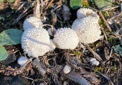 Lycoperdon curtisii