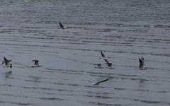 Chroicocephalus novaehollandiae