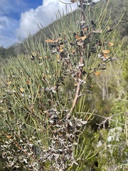 Hakea microcarpa