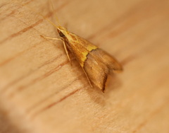 Crocanthes prasinopis