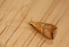 Crocanthes prasinopis