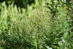 Epilobium coloratum