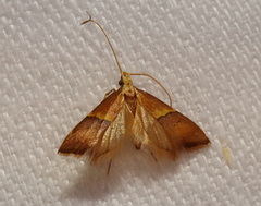 Crocanthes prasinopis