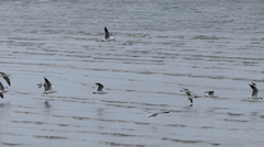 Chroicocephalus novaehollandiae