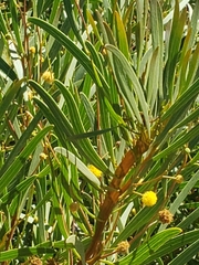 Acacia retinodes