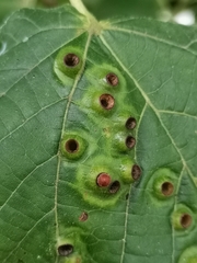 Didymomyia tiliacea