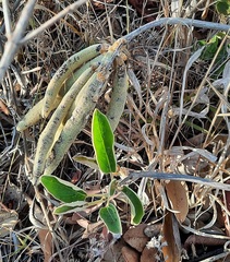 Handroanthus coronatus