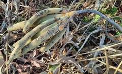Handroanthus coronatus