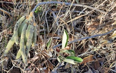 Handroanthus coronatus